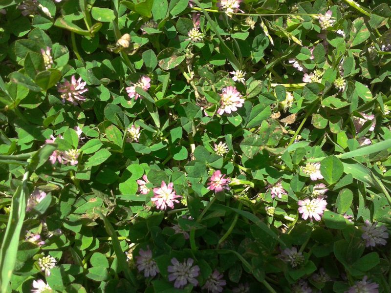 Trifolium resupinatum